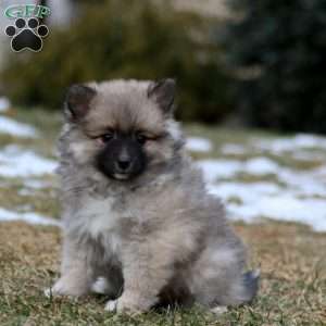 Betsy, Pomeranian Mix Puppy