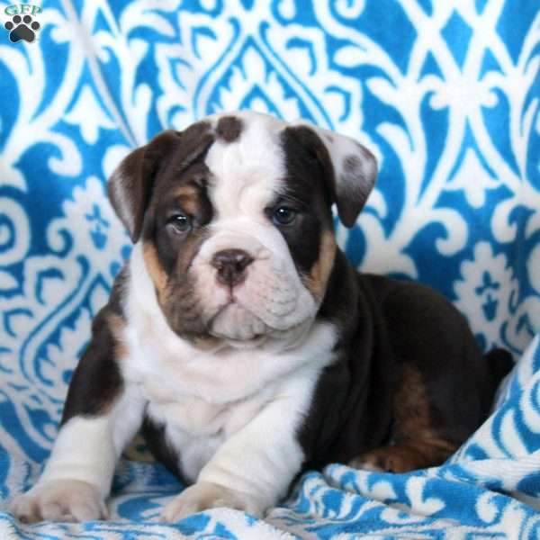 Betty, English Bulldog Puppy