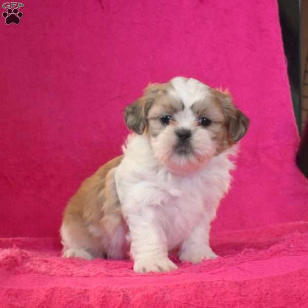 Betty, Shih Tzu Puppy