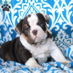 Betty, English Bulldog Puppy