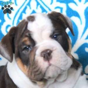 Betty, English Bulldog Puppy