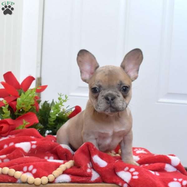 Bianca, French Bulldog Puppy