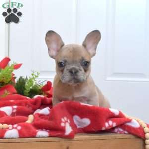 Bianca, French Bulldog Puppy