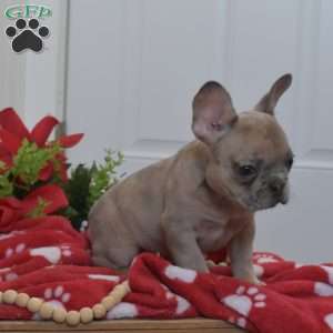 Bianca, French Bulldog Puppy