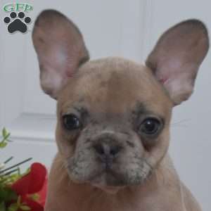 Bianca, French Bulldog Puppy