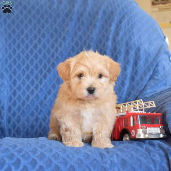 Billy, Maltipoo Puppy