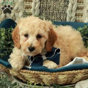 Billy, Miniature Poodle Puppy