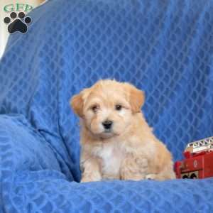 Billy, Maltipoo Puppy