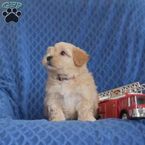 Billy, Maltipoo Puppy