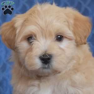 Billy, Maltipoo Puppy