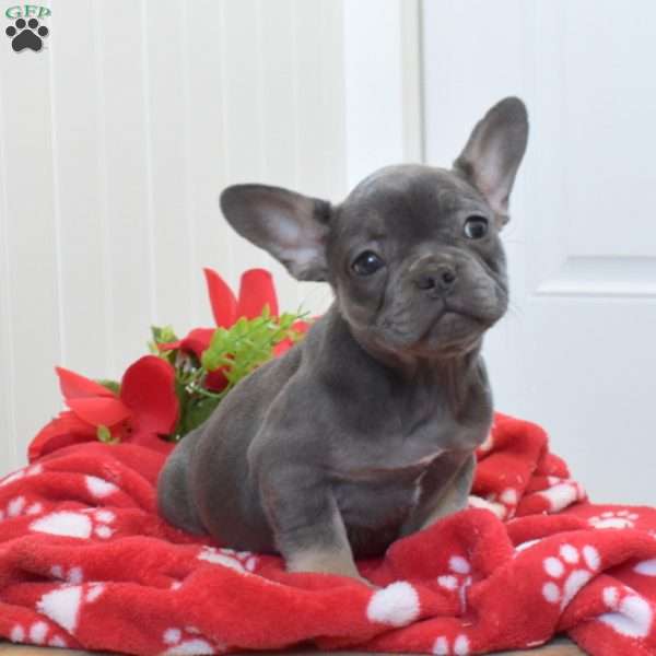 Bindi, French Bulldog Puppy