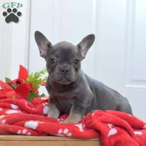 Bindi, French Bulldog Puppy