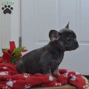 Bindi, French Bulldog Puppy