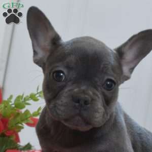 Bindi, French Bulldog Puppy