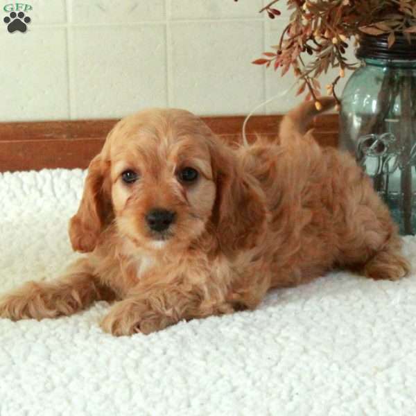 Birdie, Cavapoo Puppy