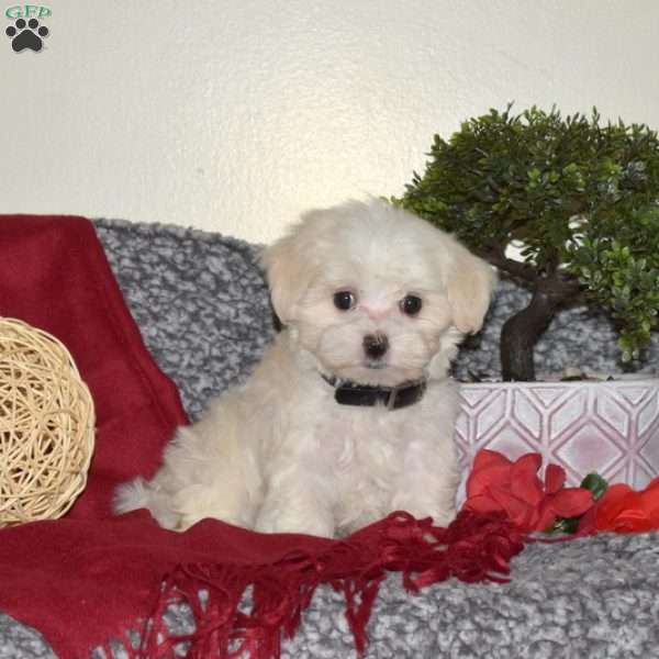 Biscuit, Maltese Puppy