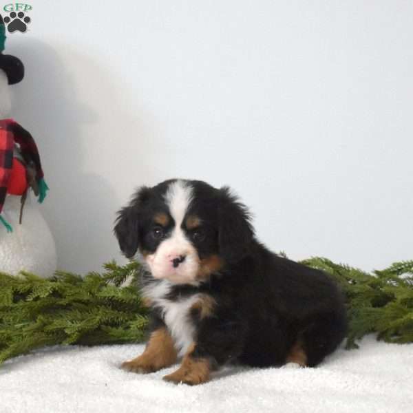 Biscuit, Miniature Bernese Mountain Dog Puppy