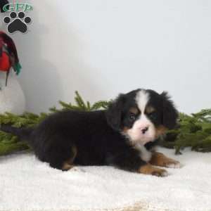 Biscuit, Miniature Bernese Mountain Dog Puppy