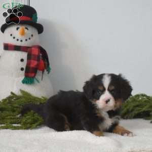 Biscuit, Miniature Bernese Mountain Dog Puppy