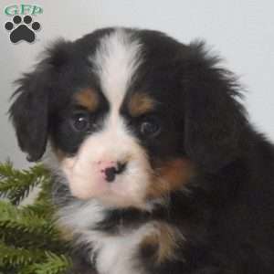 Biscuit, Miniature Bernese Mountain Dog Puppy