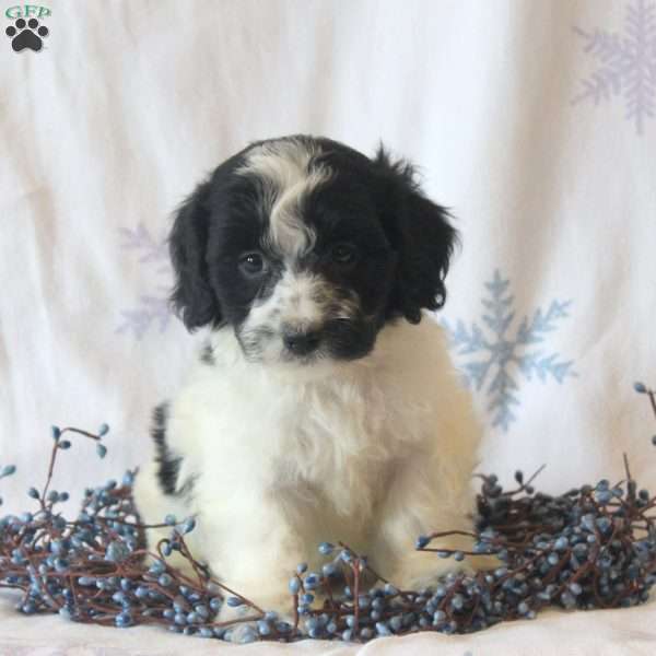 Blake, Maltipoo Puppy