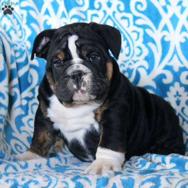 Blake, English Bulldog Puppy