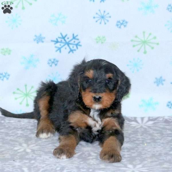 Blake, Bernese Mountain Dog Mix Puppy