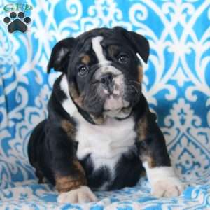 Blake, English Bulldog Puppy