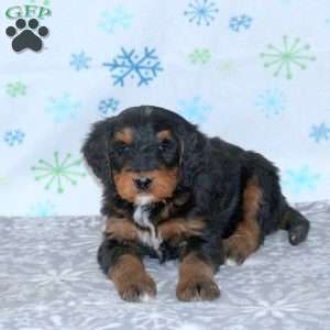 Blake, Bernese Mountain Dog Mix Puppy