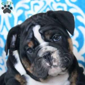 Blake, English Bulldog Puppy