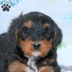 Blake, Bernese Mountain Dog Mix Puppy