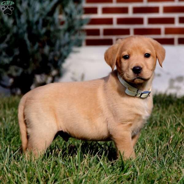 Blake, Fox Red Labrador Retriever Puppy