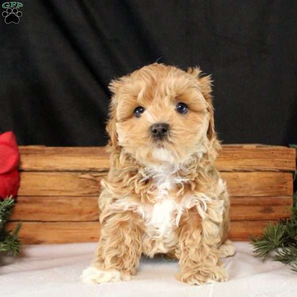 Blake, Maltipoo Puppy