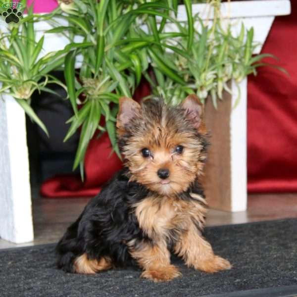 Blake, Yorkie Puppy