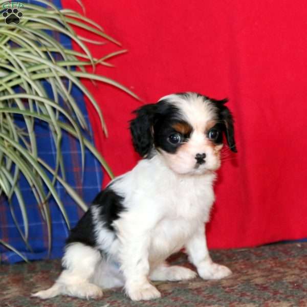 Blake, Cavalier King Charles Spaniel Puppy