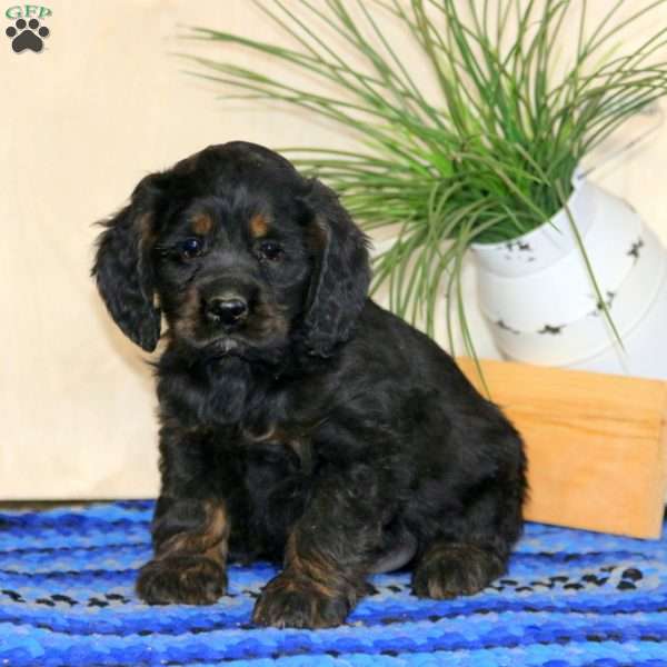 Blake, Cocker Spaniel Puppy