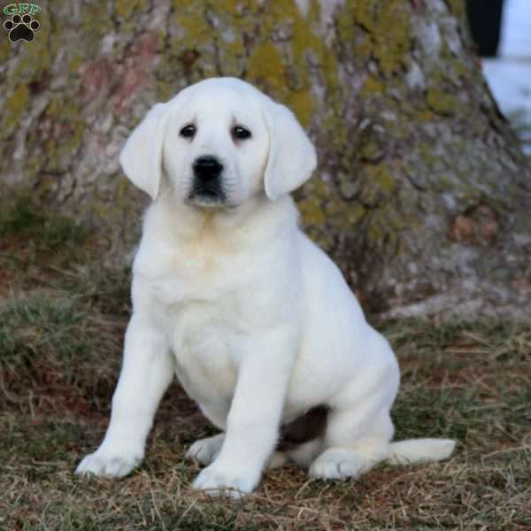 Blake, Yellow Labrador Retriever Puppy