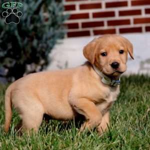 Blake, Fox Red Labrador Retriever Puppy