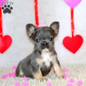 Blake-Fluffy, French Bulldog Puppy