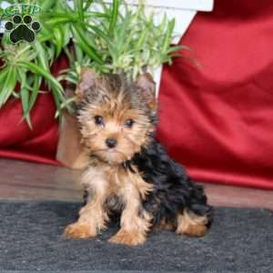 Blake, Yorkie Puppy