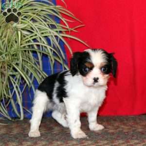 Blake, Cavalier King Charles Spaniel Puppy