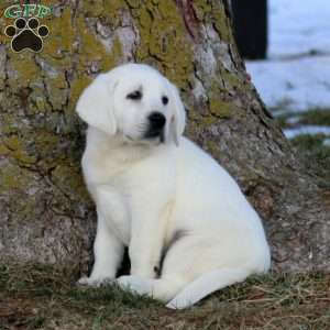 Blake, Yellow Labrador Retriever Puppy