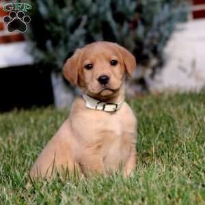 Blake, Fox Red Labrador Retriever Puppy