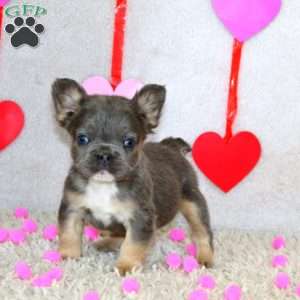 Blake-Fluffy, French Bulldog Puppy