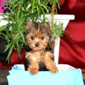 Blake, Yorkie Puppy