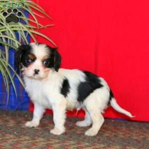 Blake, Cavalier King Charles Spaniel Puppy