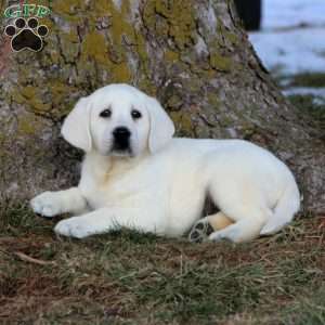 Blake, Yellow Labrador Retriever Puppy