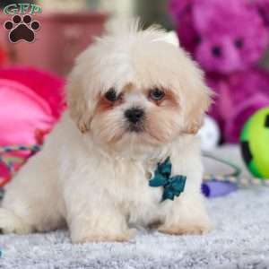 Blaze, Lhasa Apso Puppy