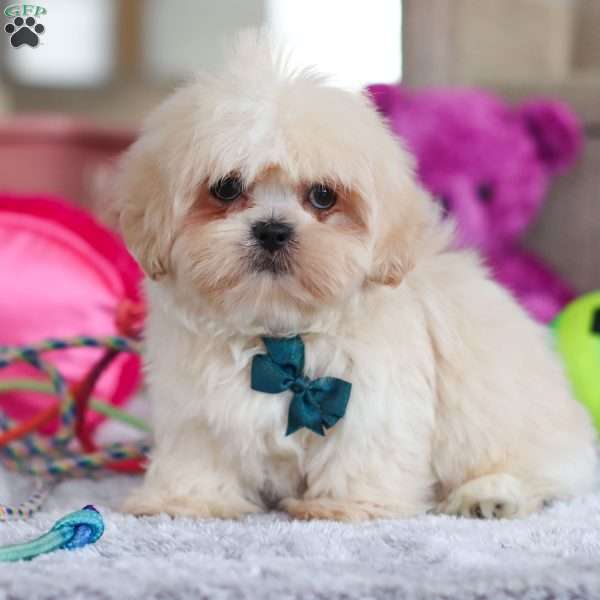 Blaze, Lhasa Apso Puppy