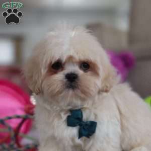 Blaze, Lhasa Apso Puppy